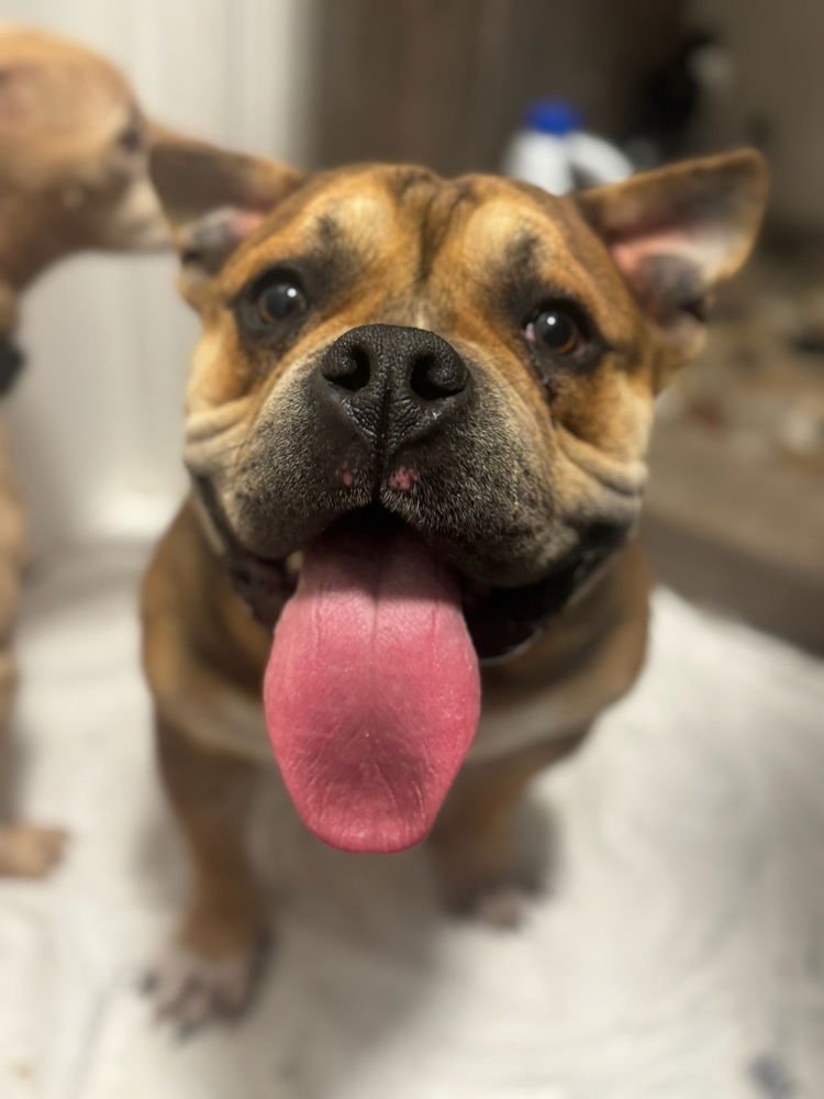 JAY JAY - American Pit Bull Terrier available for adoption