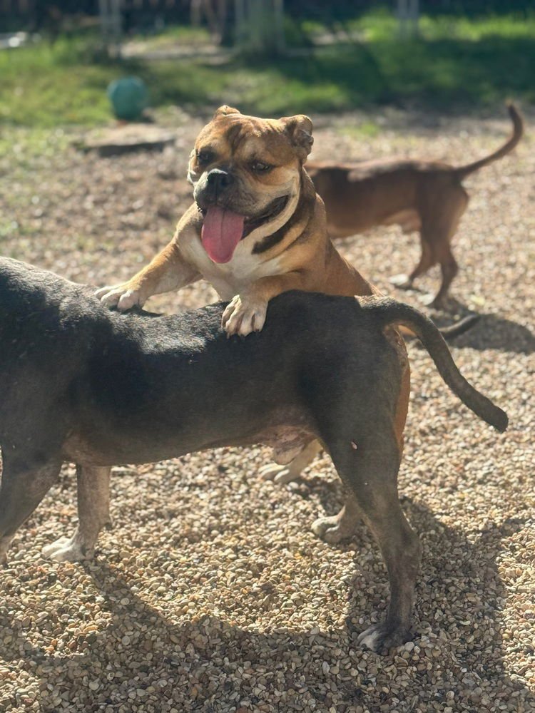 JAY JAY - American Pit Bull Terrier available for adoption