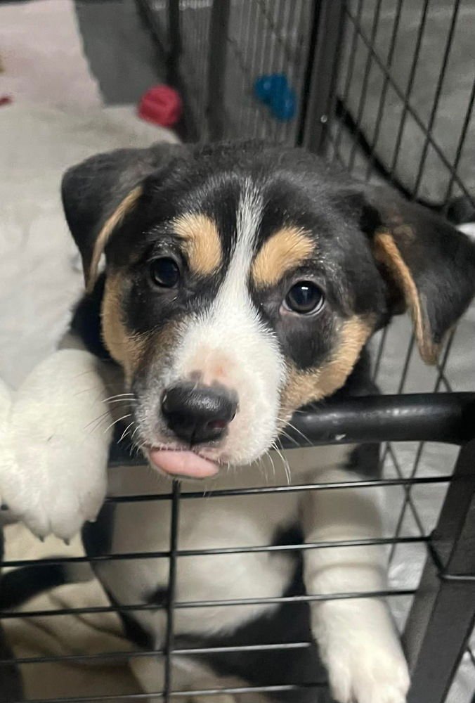 NITA - Australian Cattle Dog/Blue Heeler / Alaskan Malamute available for adoption