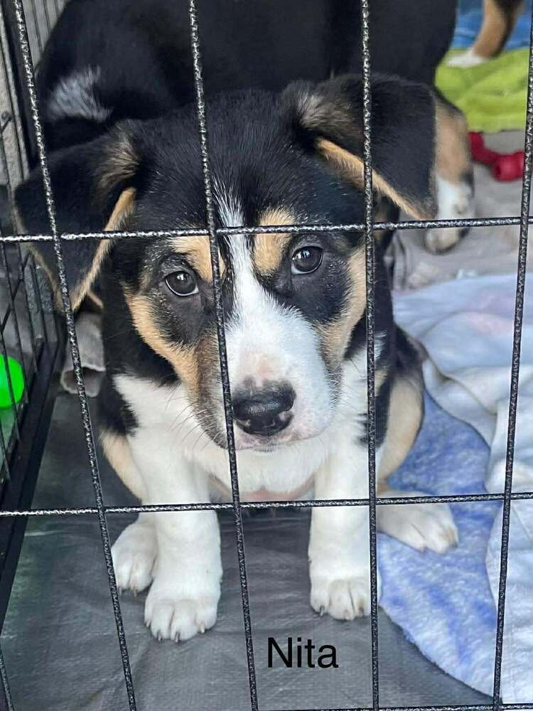 NITA - Australian Cattle Dog/Blue Heeler / Alaskan Malamute available for adoption