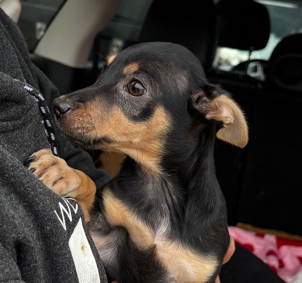 TRINKET - Terrier available for adoption