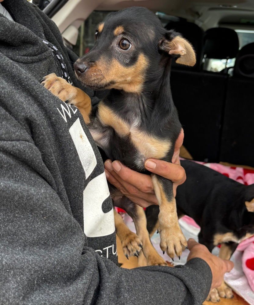 TRINKET - Terrier available for adoption