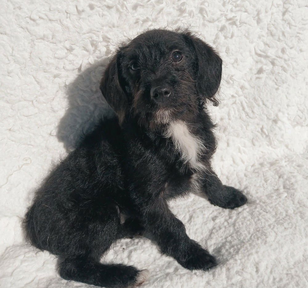 SHRIMP - Poodle (unknown type) available for adoption