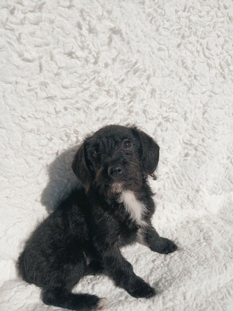 SHRIMP - Poodle (unknown type) available for adoption