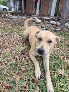 SOPAPIA - Labrador Retriever available for adoption
