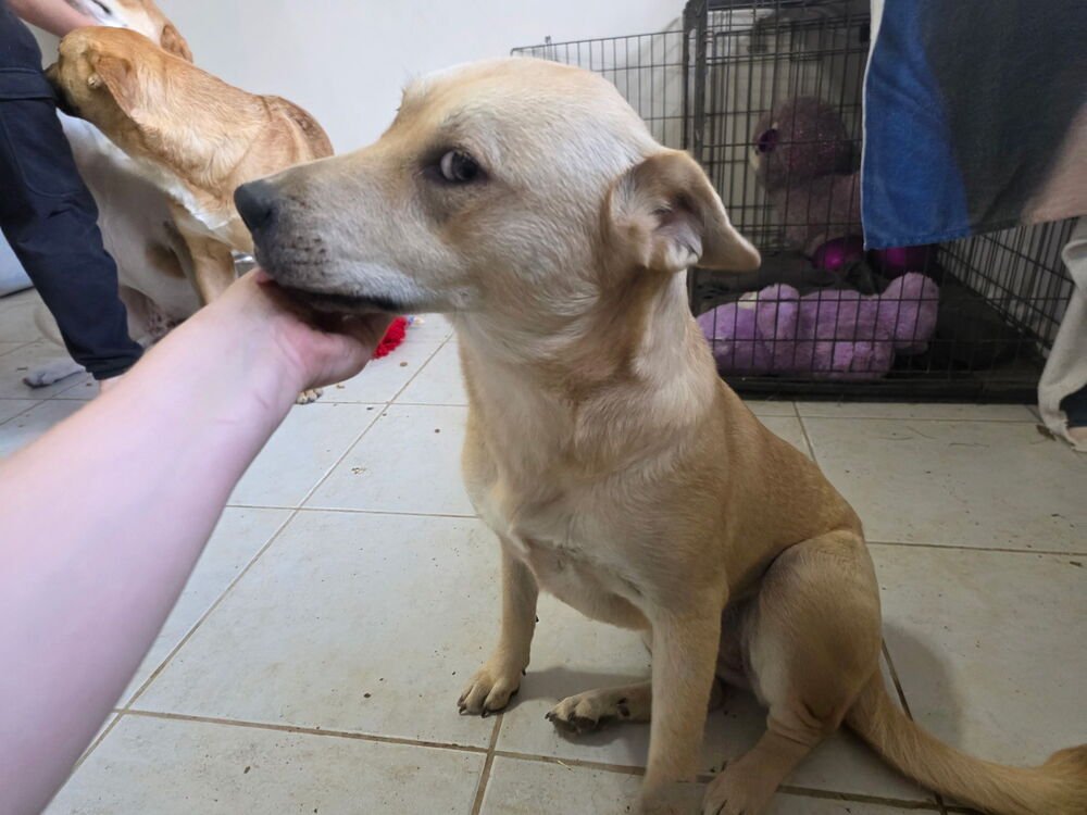 SOPAPIA - Labrador Retriever available for adoption