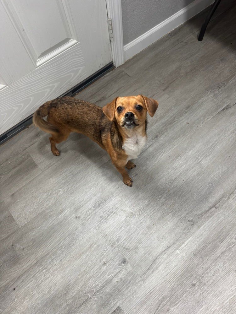 CAMMY - Chihuahua available for adoption