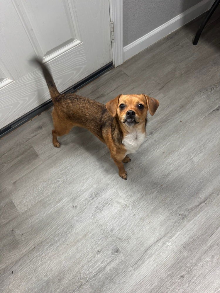 CAMMY - Chihuahua available for adoption