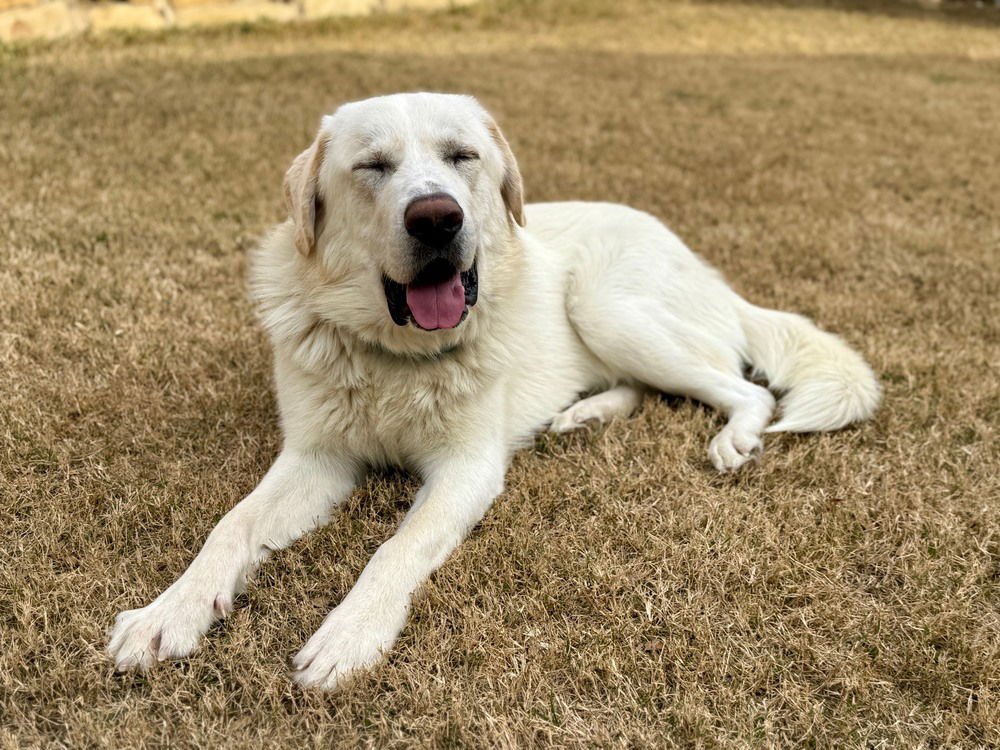 MARLEY - Great Pyrenees available for adoption