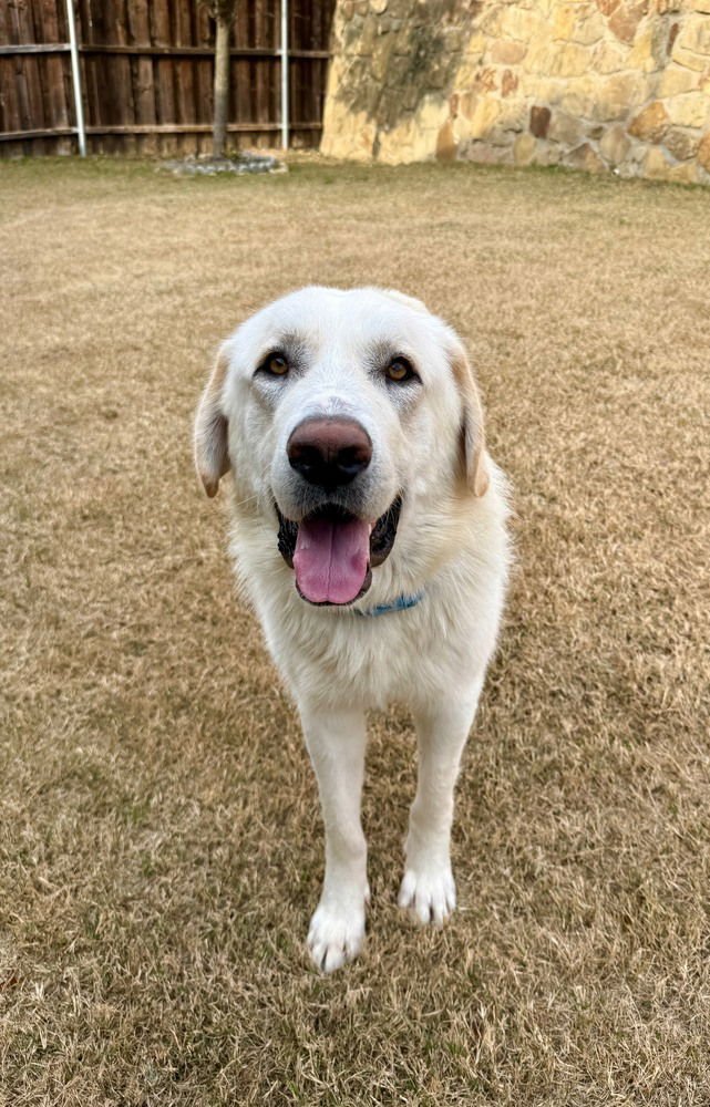 MARLEY - Great Pyrenees available for adoption