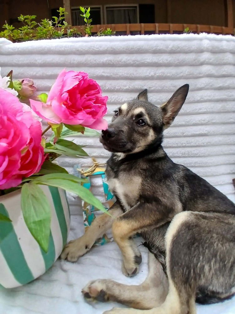 ROSALIE - Terrier available for adoption