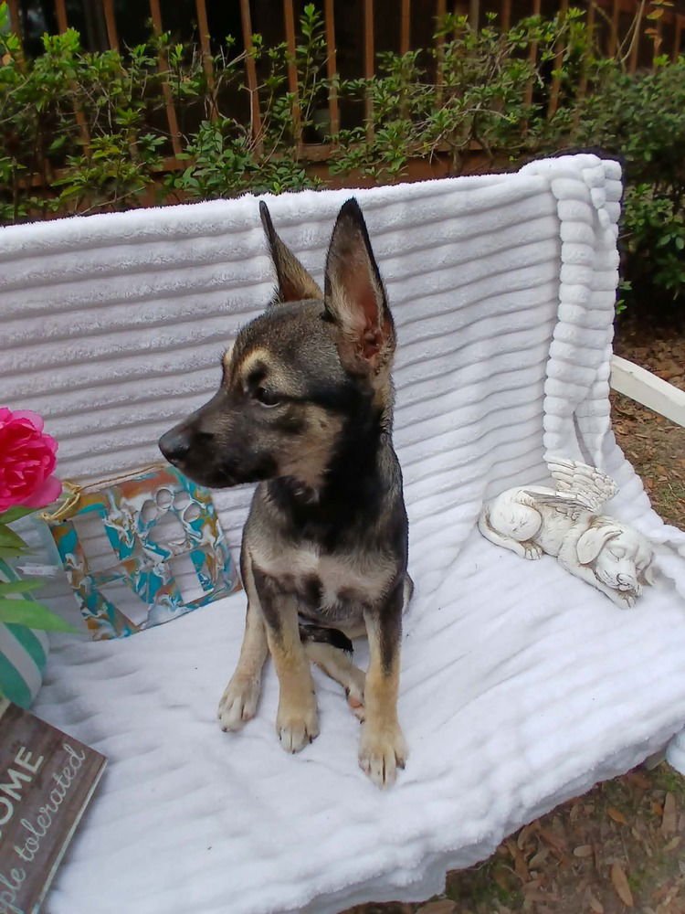 ROSALIE - Terrier available for adoption