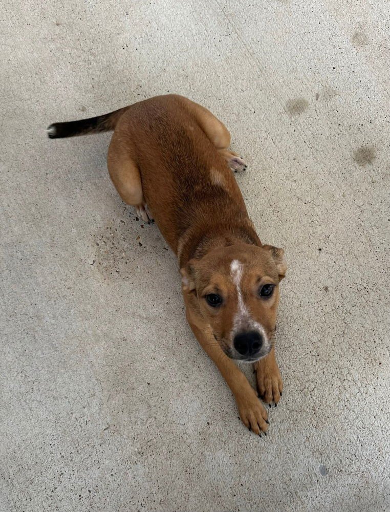 EFFEXOR - Australian Cattle Dog/Blue Heeler / Pit Bull Terrier available for adoption