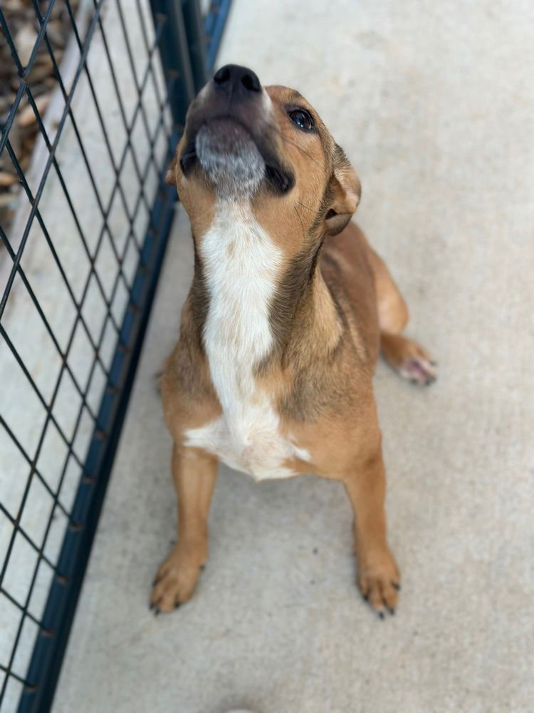 EFFEXOR - Australian Cattle Dog/Blue Heeler / Pit Bull Terrier available for adoption