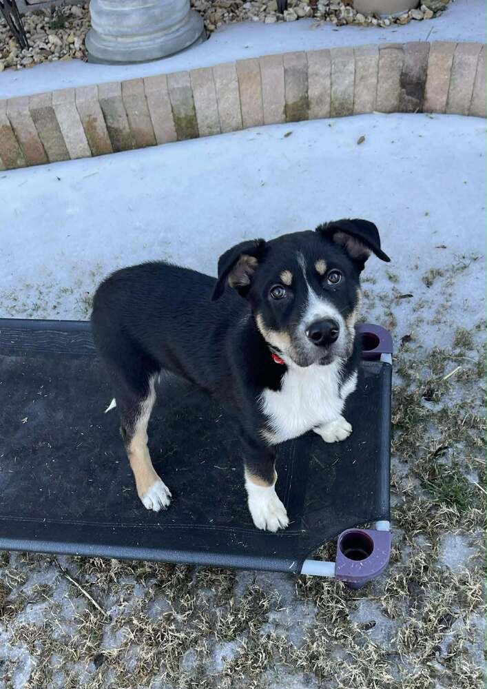 KODA - Australian Cattle Dog/Blue Heeler / Alaskan Malamute available for adoption