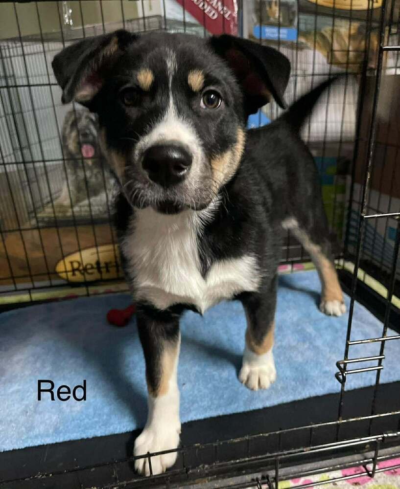 KODA - Australian Cattle Dog/Blue Heeler / Alaskan Malamute available for adoption