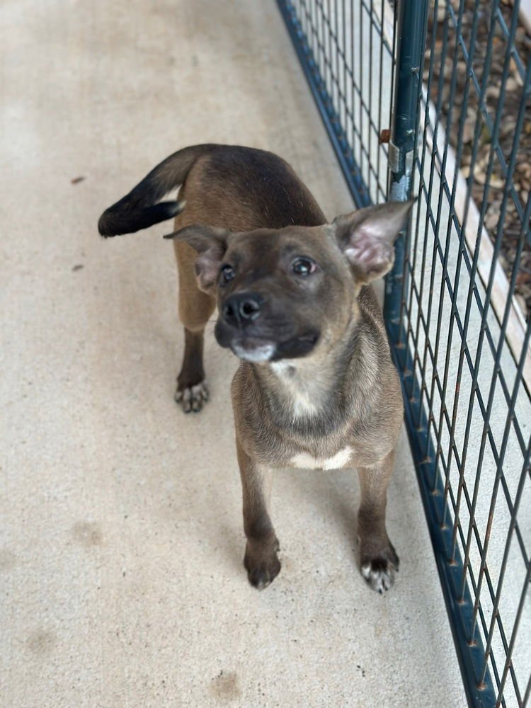 CYMBALTA - Australian Cattle Dog/Blue Heeler / Pit Bull Terrier available for adoption