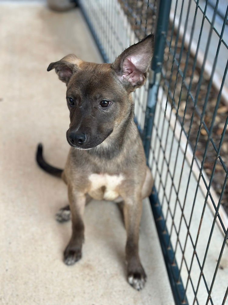 CYMBALTA - Australian Cattle Dog/Blue Heeler / Pit Bull Terrier available for adoption
