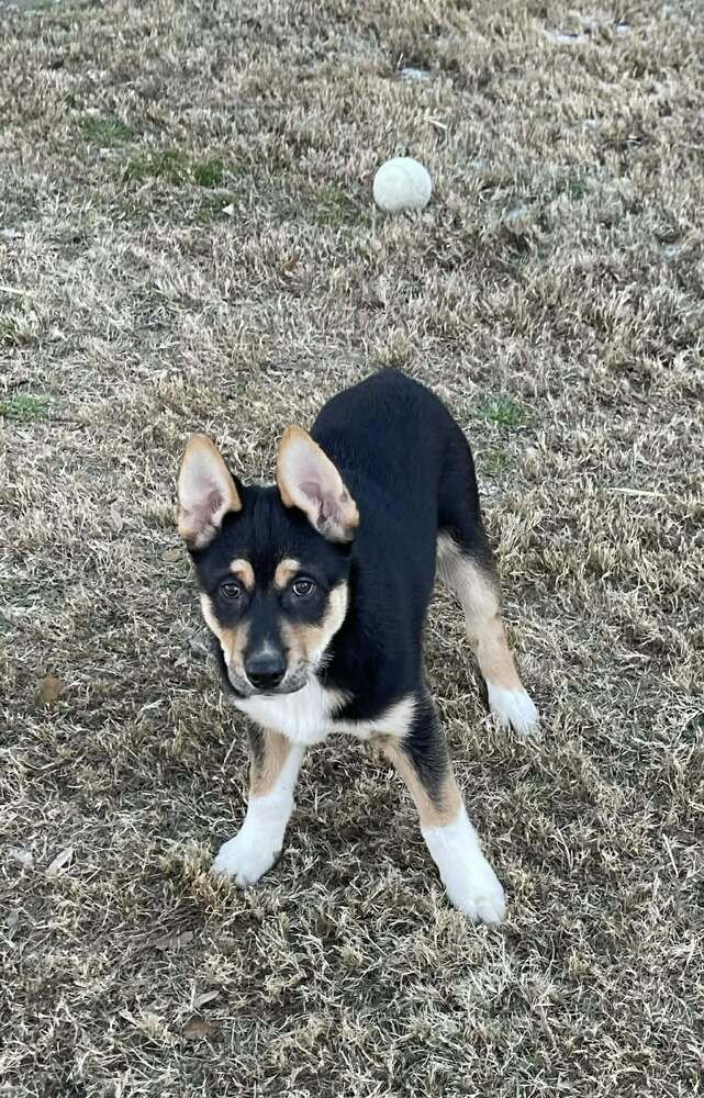 KENAI - Australian Cattle Dog/Blue Heeler / Alaskan Malamute available for adoption