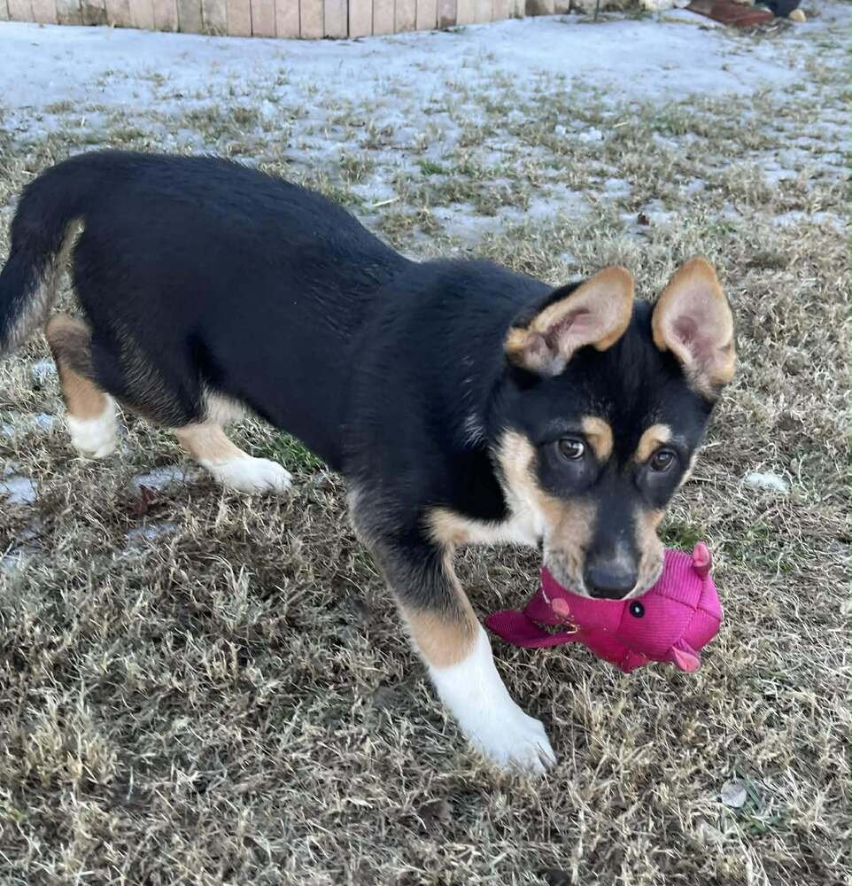 KENAI - Australian Cattle Dog/Blue Heeler / Alaskan Malamute available for adoption