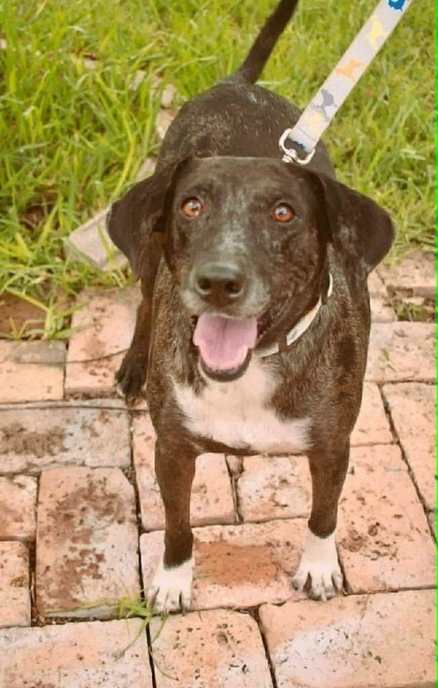 PEPPER - Catahoula Leopard Dog available for adoption