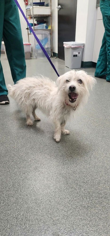 SCRUNCHIE - Maltese available for adoption