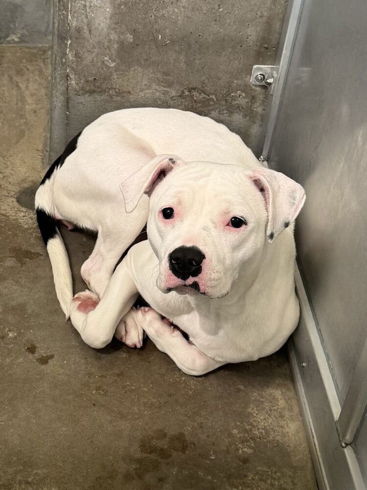 BLANCHE - Pit Bull Terrier available for adoption