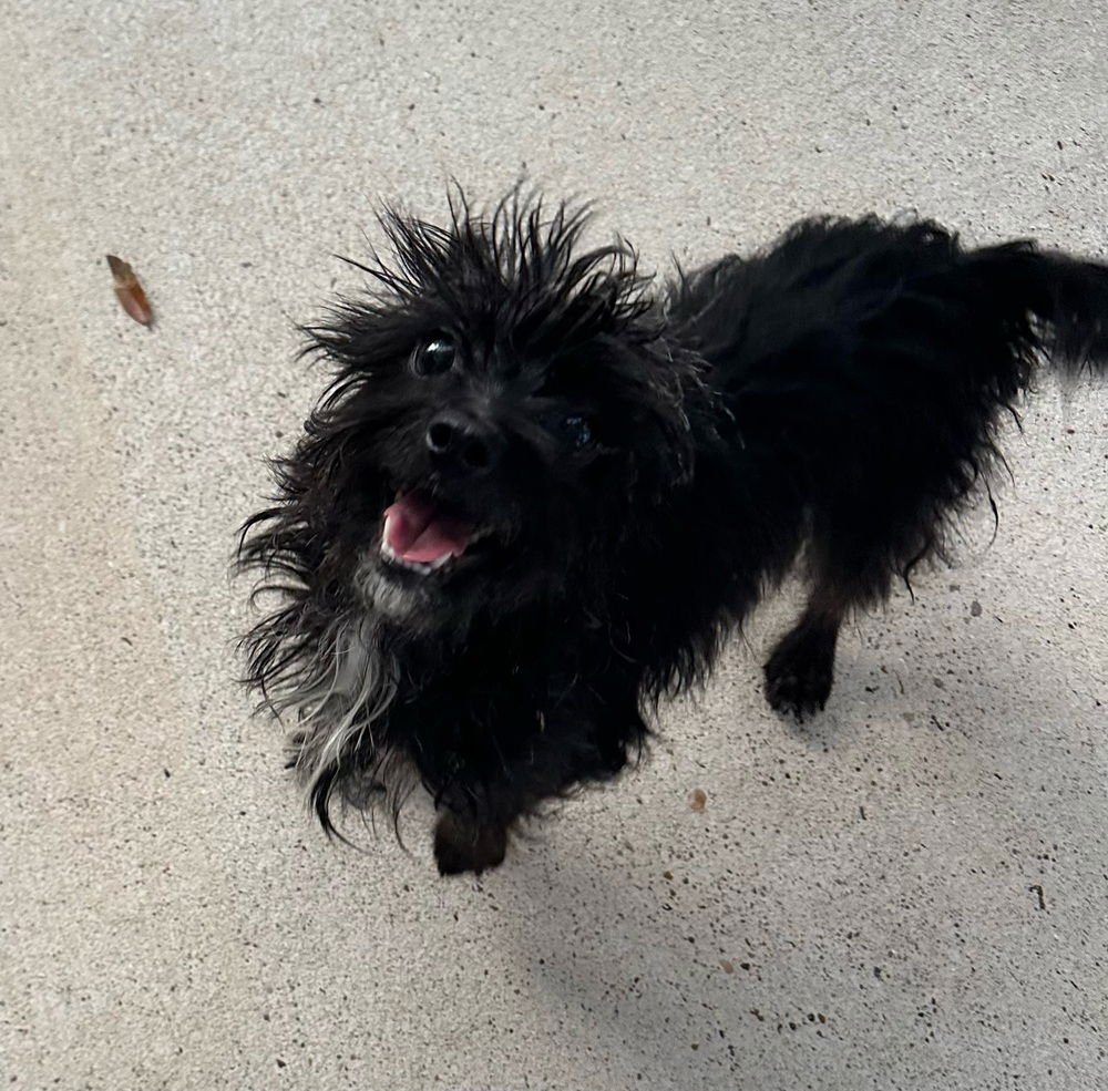 STRELA - Yorkshire Terrier Yorkie available for adoption