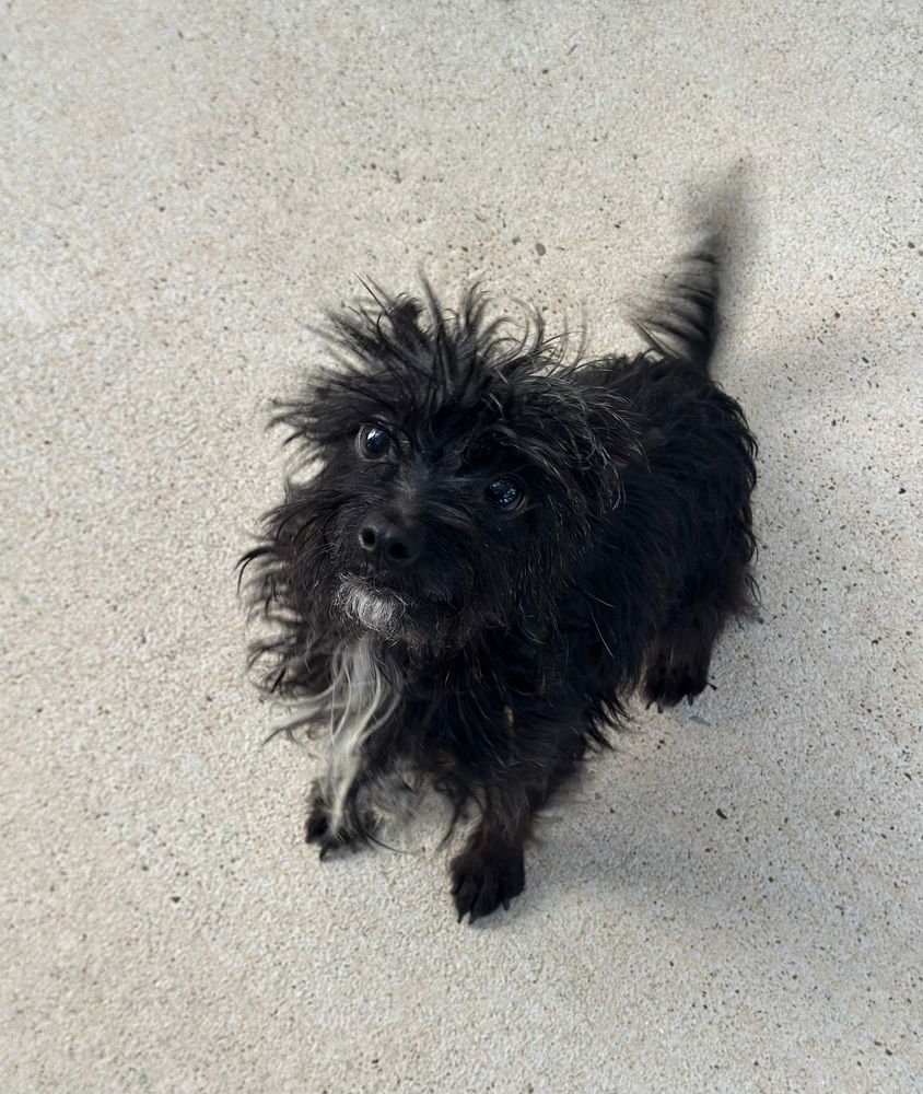 STRELA - Yorkshire Terrier Yorkie available for adoption