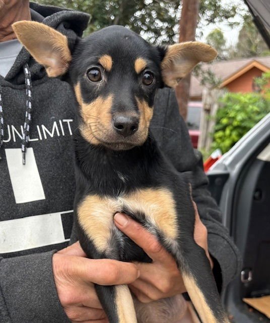 TREASURE - Terrier available for adoption