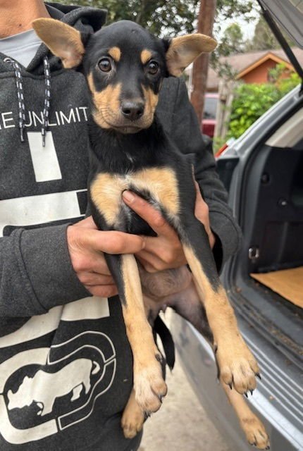 TREASURE - Terrier available for adoption