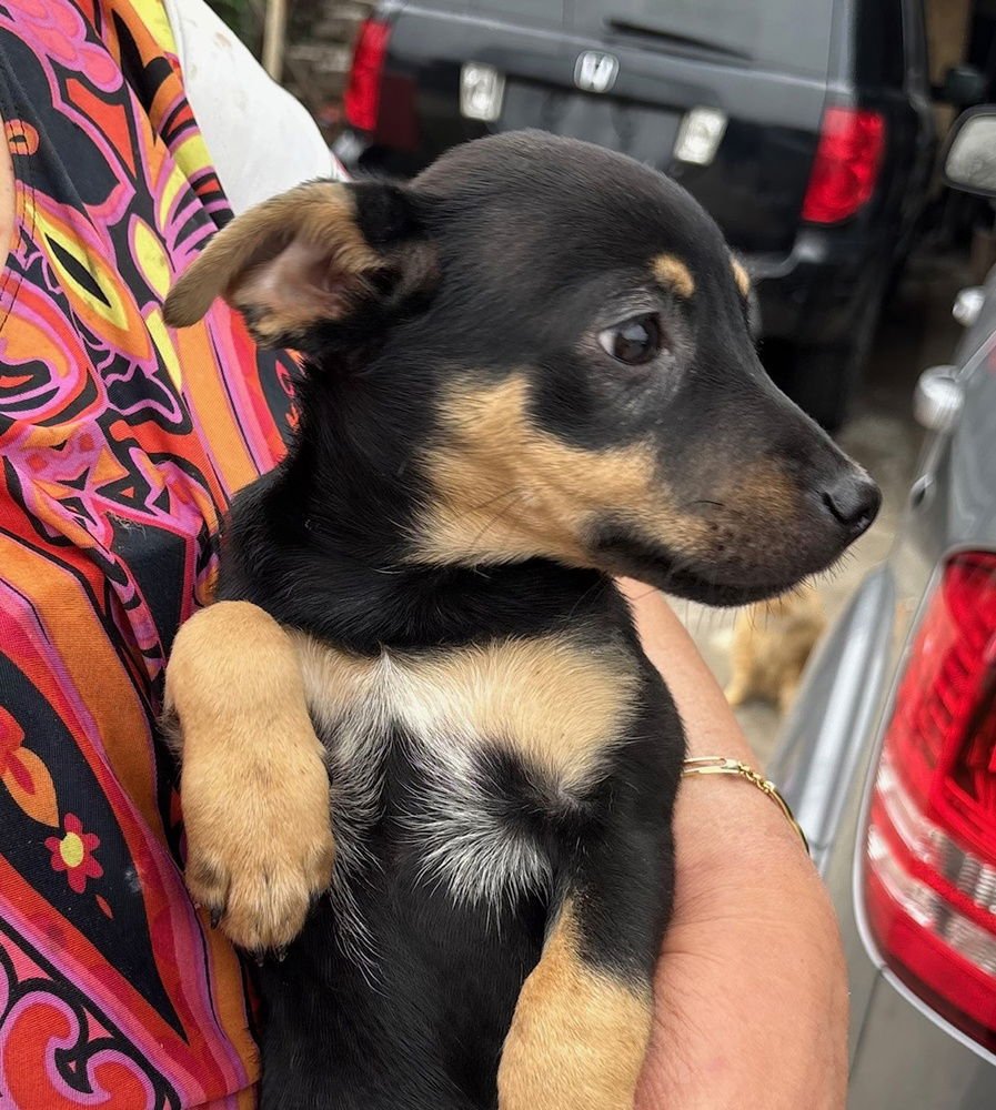 CHARM - Terrier available for adoption