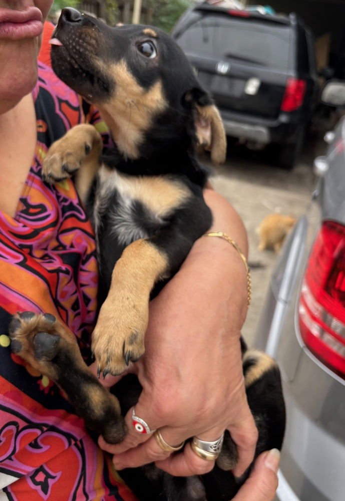 CHARM - Terrier available for adoption