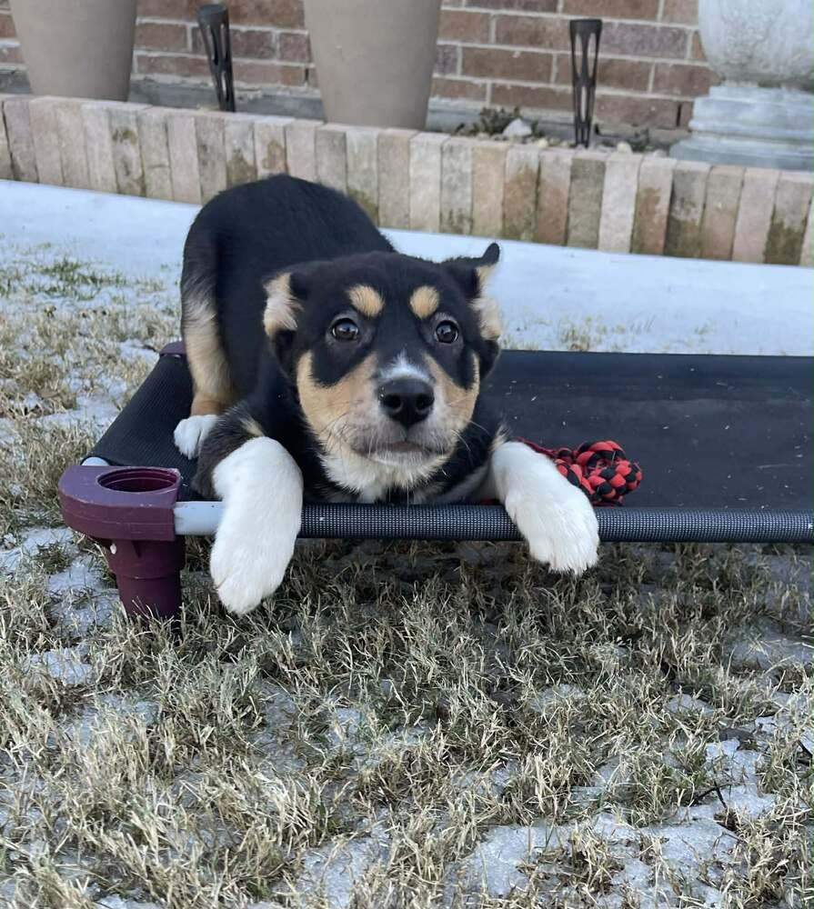 KATJA - Australian Cattle Dog/Blue Heeler / Alaskan Malamute available for adoption