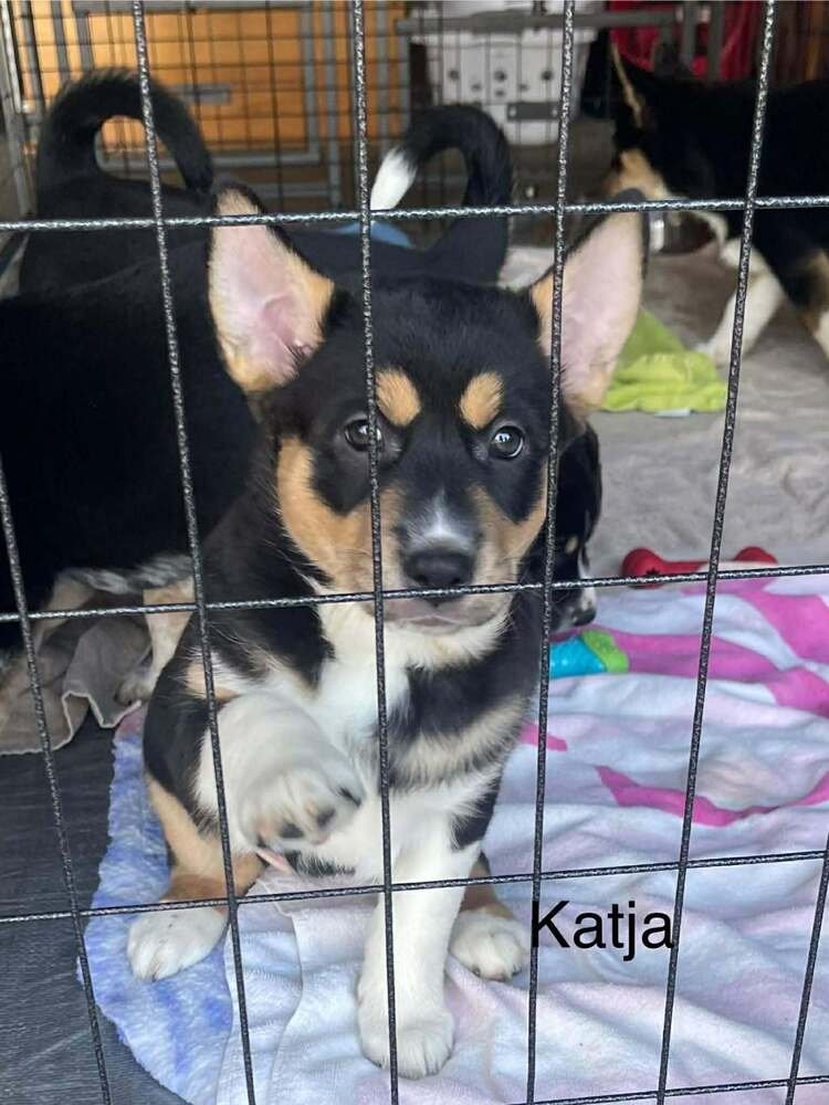 KATJA - Australian Cattle Dog/Blue Heeler / Alaskan Malamute available for adoption