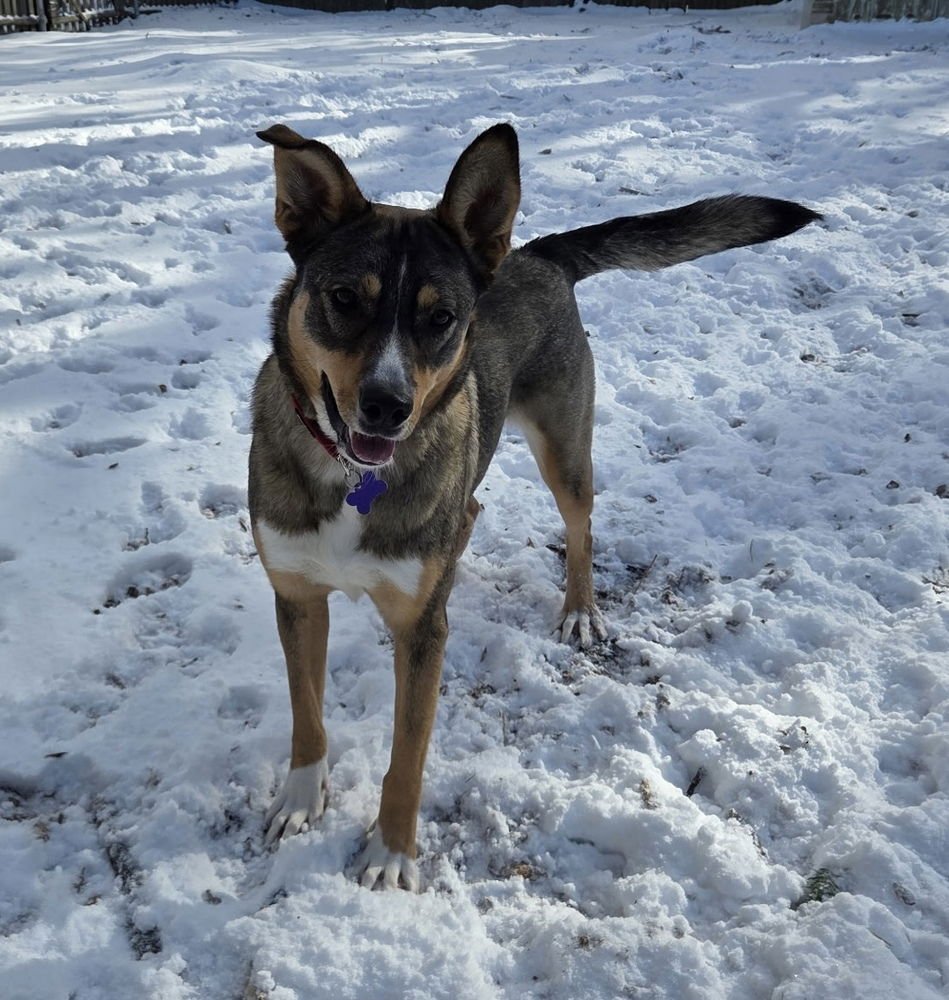 KENYA - Terrier available for adoption