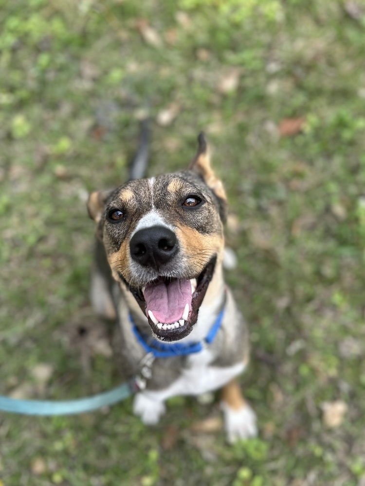 KENYA - Terrier available for adoption