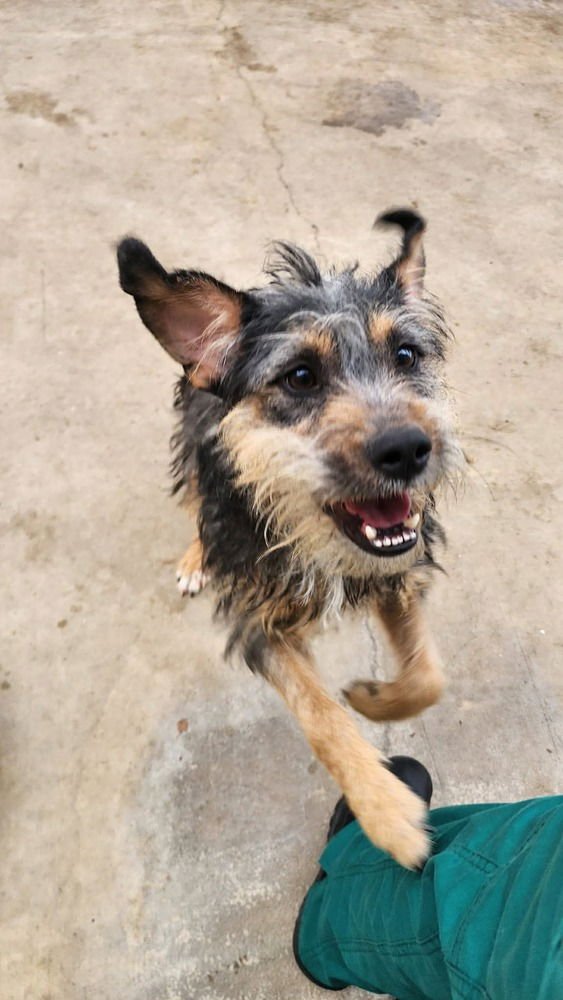 YZMA - Border Terrier / Schnauzer available for adoption