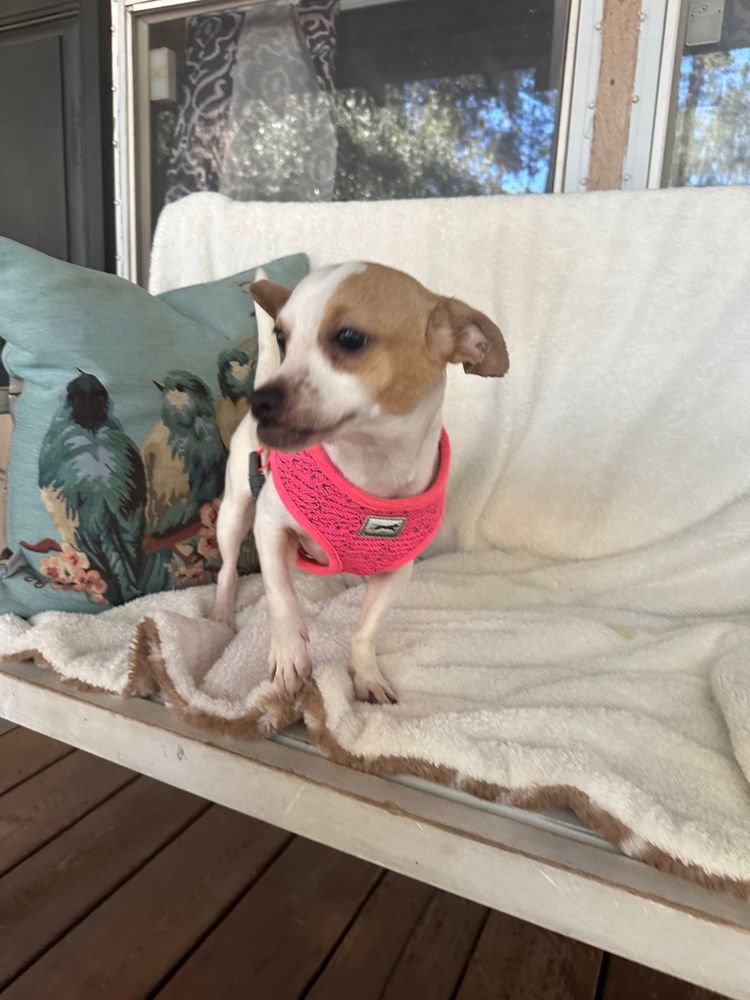 GINA - Chihuahua available for adoption