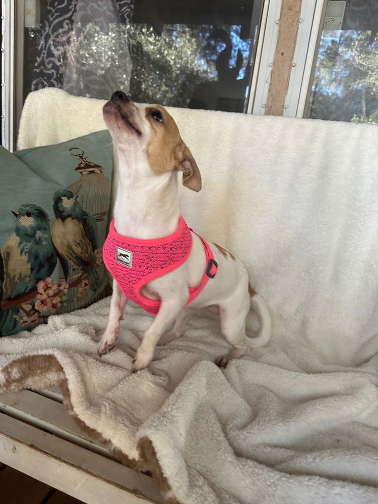GINA - Chihuahua available for adoption