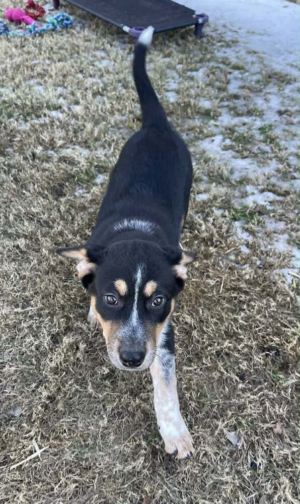 SITKA - Australian Cattle Dog/Blue Heeler / Alaskan Malamute available for adoption