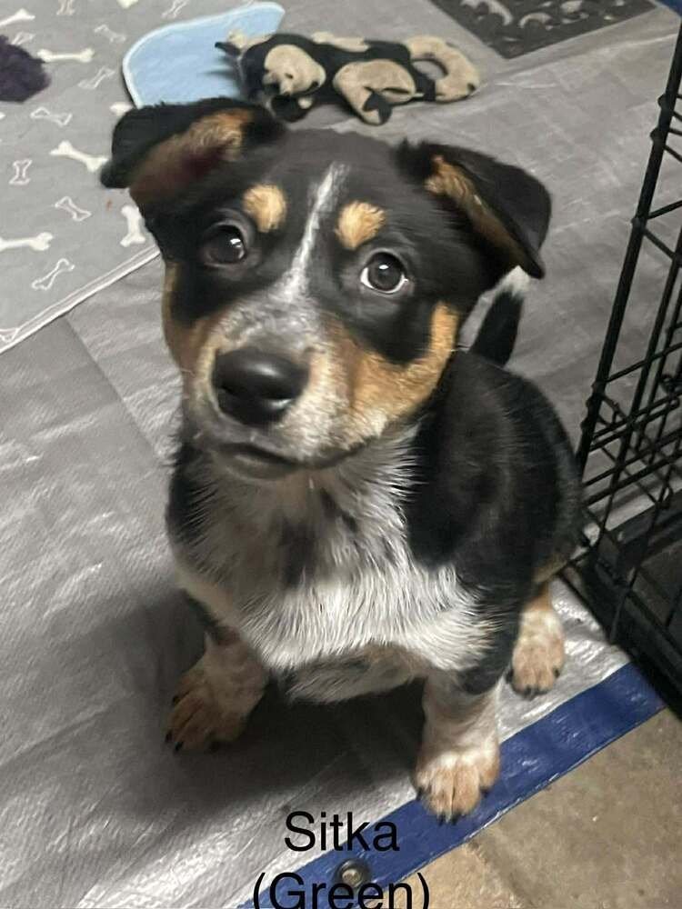 SITKA - Australian Cattle Dog/Blue Heeler / Alaskan Malamute available for adoption