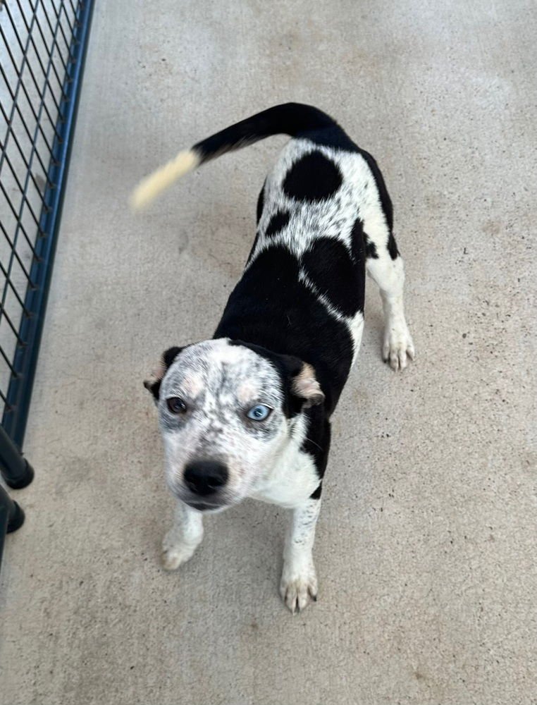 CELEXA - Australian Cattle Dog/Blue Heeler / Pit Bull Terrier available for adoption