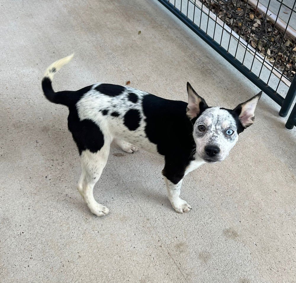 CELEXA - Australian Cattle Dog/Blue Heeler / Pit Bull Terrier available for adoption