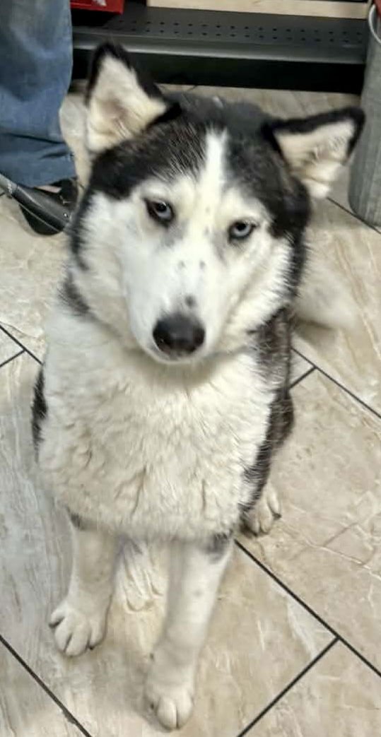 LUCY - Siberian Husky available for adoption
