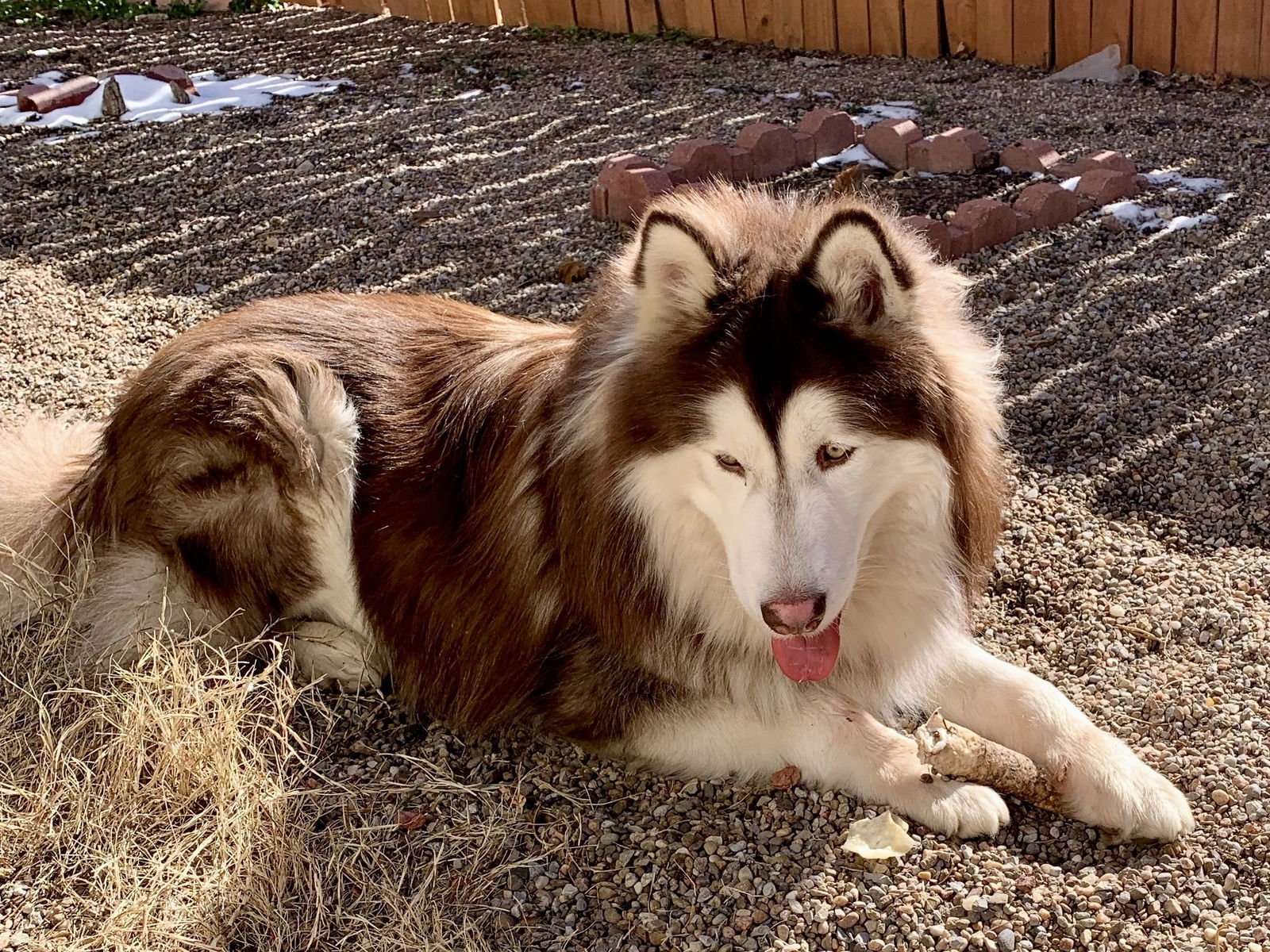 JAKE - Siberian Husky available for adoption