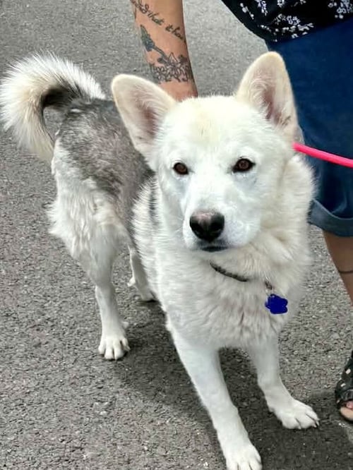 SUTTON - Siberian Husky available for adoption