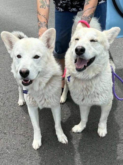 SUTTON - Siberian Husky available for adoption