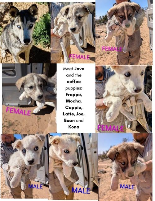 COFFEE PUPPIES FEMALE - Siberian Husky available for adoption