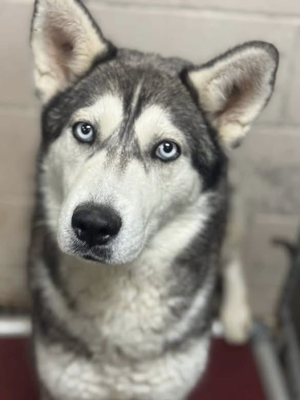 WILLOW - Siberian Husky available for adoption